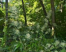 Image result for Marijuana Plant Outdoor Cover
