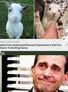 Image result for Funny Relatable Animal Memes
