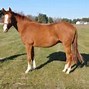 Image result for Canadian Horse Breed