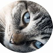 Image result for Cat Eyes PNG