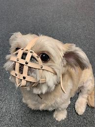 Image result for PetSmart Dog Muzzle