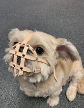 Image result for Cool Dog Muzzle