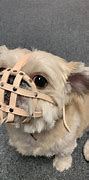 Image result for Custom Dog Muzzles