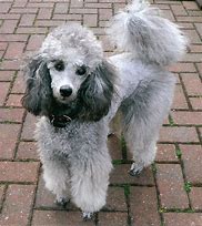 Image result for Corded Silver Standard Poodle