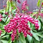 Image result for Pieris japonica Valley Valentine