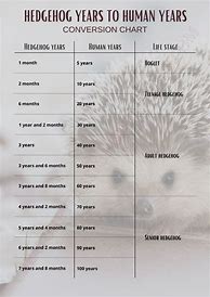 Image result for Hedgehog Ages