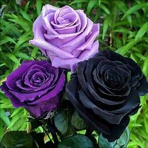 Image result for Beautilful Rare Colors