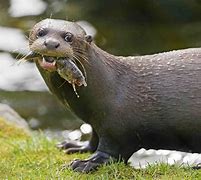 Image result for How Big Is the Amazon Otter