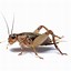 Image result for Cricket Insect