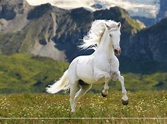 Image result for Large Horse White Background