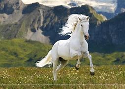 Image result for Real White Horses