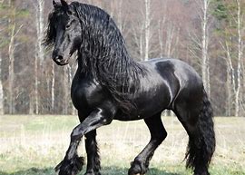 Image result for Caballo Friesian