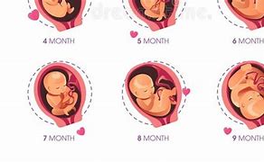 Image result for Baby Development by Month