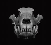 Image result for Wolf Skull Wallpaper