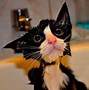 Image result for Wet Kitten Face Meme