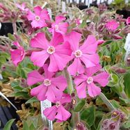 Image result for Silene rubotii Rollies Favorite