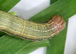 Image result for "army-cutworm"