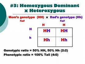 Image result for Heterozygous Dominant Genotype