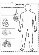 Image result for Anatomy of Human Body Worksheets