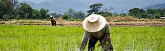 Image result for Cricket Farming