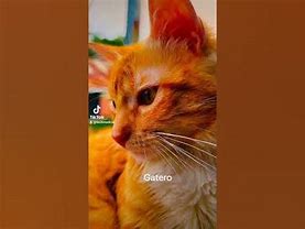 Image result for gatero