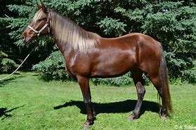 Image result for Red Chocolate Rocky Mountain Horse