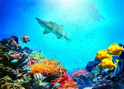 Image result for Ocean Underwater Fish Wallpaper