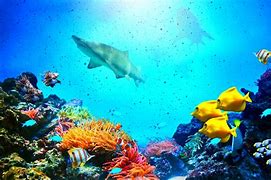 Image result for Wallpapers for Underwater