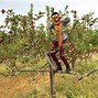 Image result for Apple Hill CA