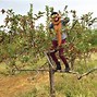 Image result for Apple Hill in California