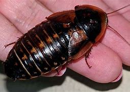 Image result for Cricket or Roach