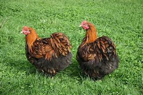 Image result for Poule Pondeuse