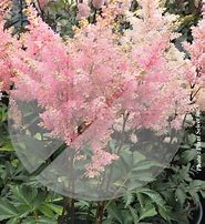 Image result for Astilbe japonica Peach Blossom