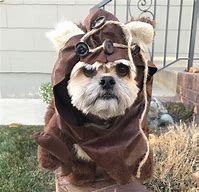 Image result for Dog Dressed as Ewok