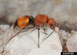 Image result for Velvety Tree Ant in Oregon