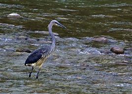 Image result for Ardea insignis