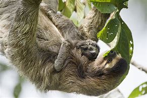 Image result for Sloth Sleep