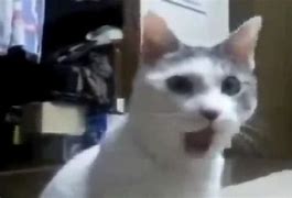 Image result for Surprised Cat Meme OMG