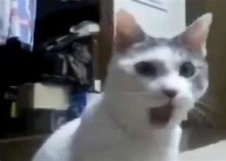 Image result for Blurred Surprised Cat Meme