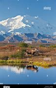 Image result for Images Moose and Lake Denali