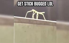 Image result for Get Stick Bugged Meme