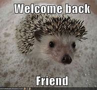 Image result for Welcome Animal Meme