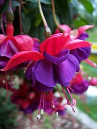 Image result for Free Pictures of Flowers