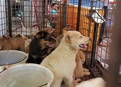 Image result for Chinese Dog Meat Market