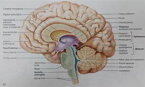 Image result for Midsagittal Plane Brain