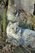 Image result for White Lynx