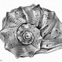 Image result for Shell Wallpaper Drawing iPhone