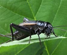 Image result for Crickets Outside Eating Cat Food