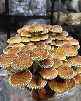 Image result for Mushroom Mycelium Spawn