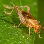 Image result for Cricket Insect Diagram